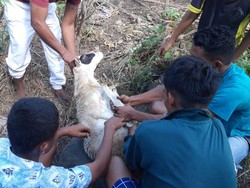 Kurban Sahabat Baik Jadi Kebahagiaan Para Duafa di Pulau Adonara NTT