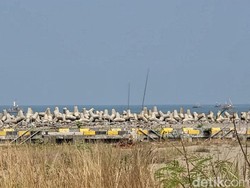 Proyek Dermaga PLPR Palabuhanratu Mangkrak