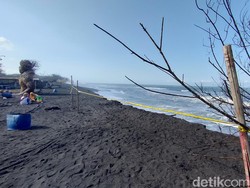 Pantai Trisik Kulon Progo Abrasi Parah, Wisata-Konservasi Penyu Ditata Ulang