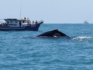 Ilmuwan Coba Bicara dengan Paus, Begini Hasilnya