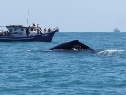 Ilmuwan Coba Bicara dengan Paus, Begini Hasilnya