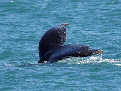 Terekam Kamera! Momen Ngeri Bangkai Paus Meledak di Laut Pasifik