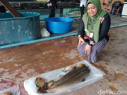 20 Ekor Ikan Predator Koleksi Pribadi di Kota Blitar Dimusnahkan