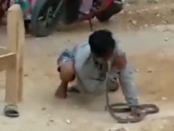 Pengamen Ini Tewas Usai Dipatok Ular saat Atraksi