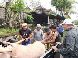 Permintaan Pemotongan Babi di RPH Denpasar Meningkat Jelang Galungan