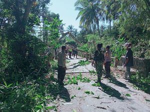 Pohon Beringin Tumbang, Jalur Kabupaten-Kota Kupang Macet 1 Kilometer Pohon Beringin Tumbang, Jalur Kabupaten-Kota Kupang Macet 1 Kilometer