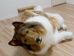 Apes! Pria AS Hendak Nikah di Italia, eh Paspor Dimakan Anjing