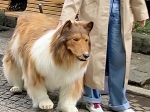 Anjing Beneran Takut Lihat Pria Berkostum Anjing Rp 211 Juta