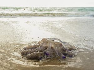 Ini Bukti Nyata Perubahan Iklim Disebabkan oleh Manusia, Suhu Laut Meningkat Ini Bukti Nyata Perubahan Iklim Disebabkan oleh Manusia, Suhu Laut Meningkat