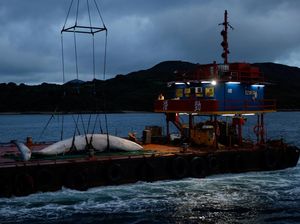 Seekor Paus Bryde Mati Misterius di Perairan Hong Kong