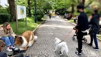 Viral Pria Jepang Rela Habiskan Rp240 Juta Untuk 'Berubah' Jadi Anjing ...