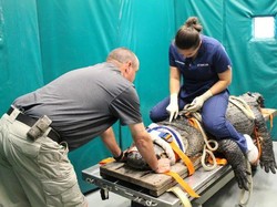 Alligator Raksasa Tunjukan Prilaku Aneh Bikin Dokter Was-was