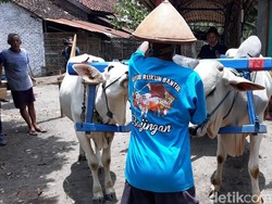 Kata Bajingan yang Bermakna Mendalam Bagi Sopir Gerobak Sapi di Jogja