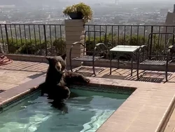 Beruang Kepanasan, Numpang Ngadem deh di Kolam Warga