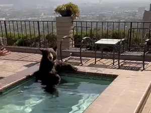 Beruang Kepanasan, Numpang Ngadem deh di Kolam Warga Beruang Kepanasan, Numpang Ngadem deh di Kolam Warga
