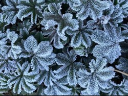 Selain Dieng, Embun Es Juga Muncul di Gunung Merbabu, Ini Penjelasannya