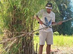 Manggarai Barat Mau Bikin Aturan Tebang 1 Bambu Ganti 10