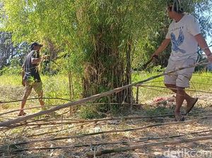 Penjual Tiang Bendera Berbahan Bambu di Pasuruan Raup Untung Sambut 17-an Penjual Tiang Bendera Berbahan Bambu di Pasuruan Raup Untung Sambut 17-an