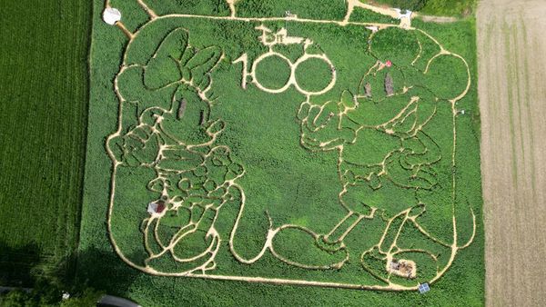 Petani Jerman Bikin Labirin Bentuk Minnie dan Micky, Mau Main?