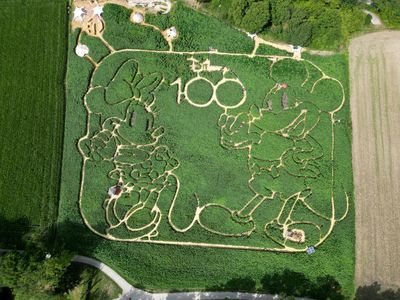 Petani Jerman Bikin Labirin Bentuk Minnie dan Micky, Mau Main?