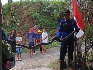 King Cobra 3 Meter Ngumpet di Halaman Bikin Panik Warga Banjarnegara