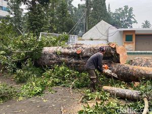 Penampakan Pohon Berusia 50 Tahun Tumbang di Jalan Dago Bandung Penampakan Pohon Berusia 50 Tahun Tumbang di Jalan Dago Bandung