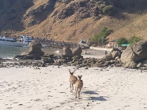 Jinaknya Rusa di TN Komodo, Makan Kelapa Muda Bareng Turis
