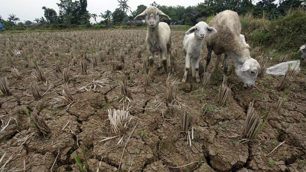 Ngeri! El Nino Bikin Sebagian Wilayah RI Kekeringan