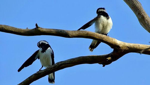 Tingkah dan Ekspresi Kocak Burung Dalam Bidikan Kamera