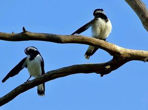 Tingkah dan Ekspresi Kocak Burung Dalam Bidikan Kamera