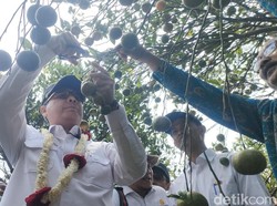 Wamentan Ingin Bawa Jeruk Garut Jadi Suguhan di Istana Presiden