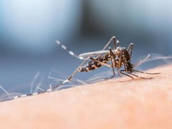 Setengah Populasi di Dunia Berisiko Terpapar DBD,  Ini Cara Pencegahannya