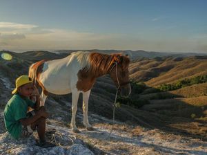Melihat Keindahan Bukit Wairinding Sumba, Berbentuk Seperti Raksasa Melihat Keindahan Bukit Wairinding Sumba, Berbentuk Seperti Raksasa