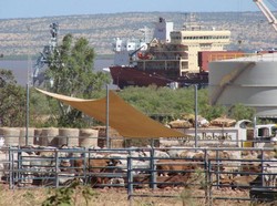 Fasilitas Ekspor Sapi Australia Sangat Terpukul Akibat Larangan Indonesia