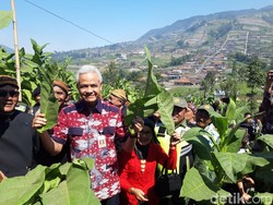 Awali Panen, Warga Lereng Merbabu Boyolali Gelar Tradisi Tungguk Tembakau