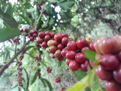 Kopi Robusta Java Banyuwangi Raih Indikasi Geografis Usai Proses 2 Tahun