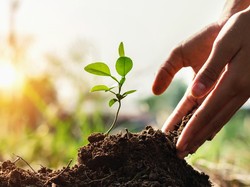 Dalil Keutamaan Menanam Pohon, Pahalanya Seperti Sedekah Jariyah