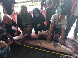 Cerita Kolektor 20 Ikan Predator di Blitar Usai Peliharaannya Dimusnahkan