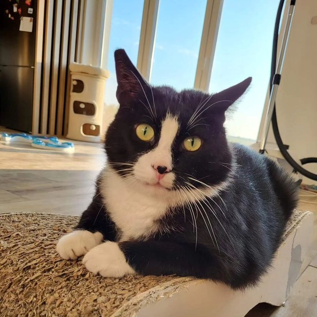 Potret kucing populer asal Polandia bernama Gacek/instagram/kotgacekeveryday Kabar terbaru tentang Gacek yang kini tengah jalani diet demi kesehatannya.