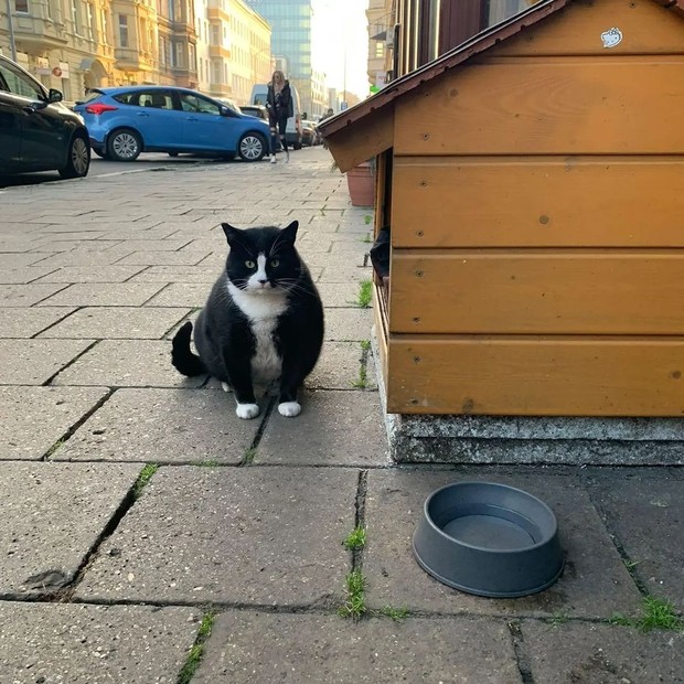 Potret kucing populer asal Polandia bernama Gacek/instagram/kotgacekeveryday Potret kucing bernama Gacek yang belakangan ini viral.