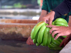 Prabowo Sindir Jepang Ogah Terima Pisang RI, Bagaimana Faktanya?