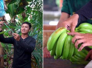Demi Jadi Petani Pisang, Pria ini Rela Tinggalkan Bisnis Keluarganya