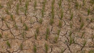 Dampak El Nino, Puluhan Hektar Sawah di Lebak Kering Kerontang