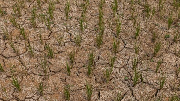 Dampak El Nino, Puluhan Hektar Sawah di Lebak Kering Kerontang
