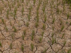 Kementan Ungkap 2.269 Ha Lahan Padi Terancam Gagal Panen Gegara El Nino