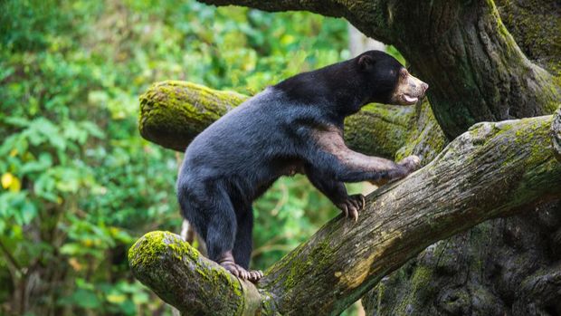 Sun bear