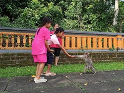 Pengunjung Alas Kedaton Meningkat 5 Kali Lipat di Umanis Galungan