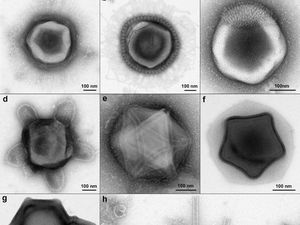 Bikin Geger! Ilmuwan Temukan Virus Raksasa, Sekilas Bentuknya Mirip Alien Bikin Geger! Ilmuwan Temukan Virus Raksasa, Sekilas Bentuknya Mirip Alien