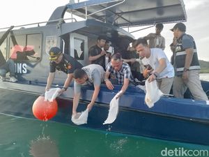 Bea Cukai Gagalkan Penyelundupan Benih Lobster Rp 5,5 Miliar ke Singapura