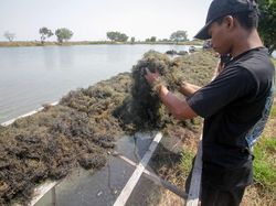 Lebih Besar dari Nikel, Potensi Hilirisasi Rumput Laut RI Tembus Rp 182 T